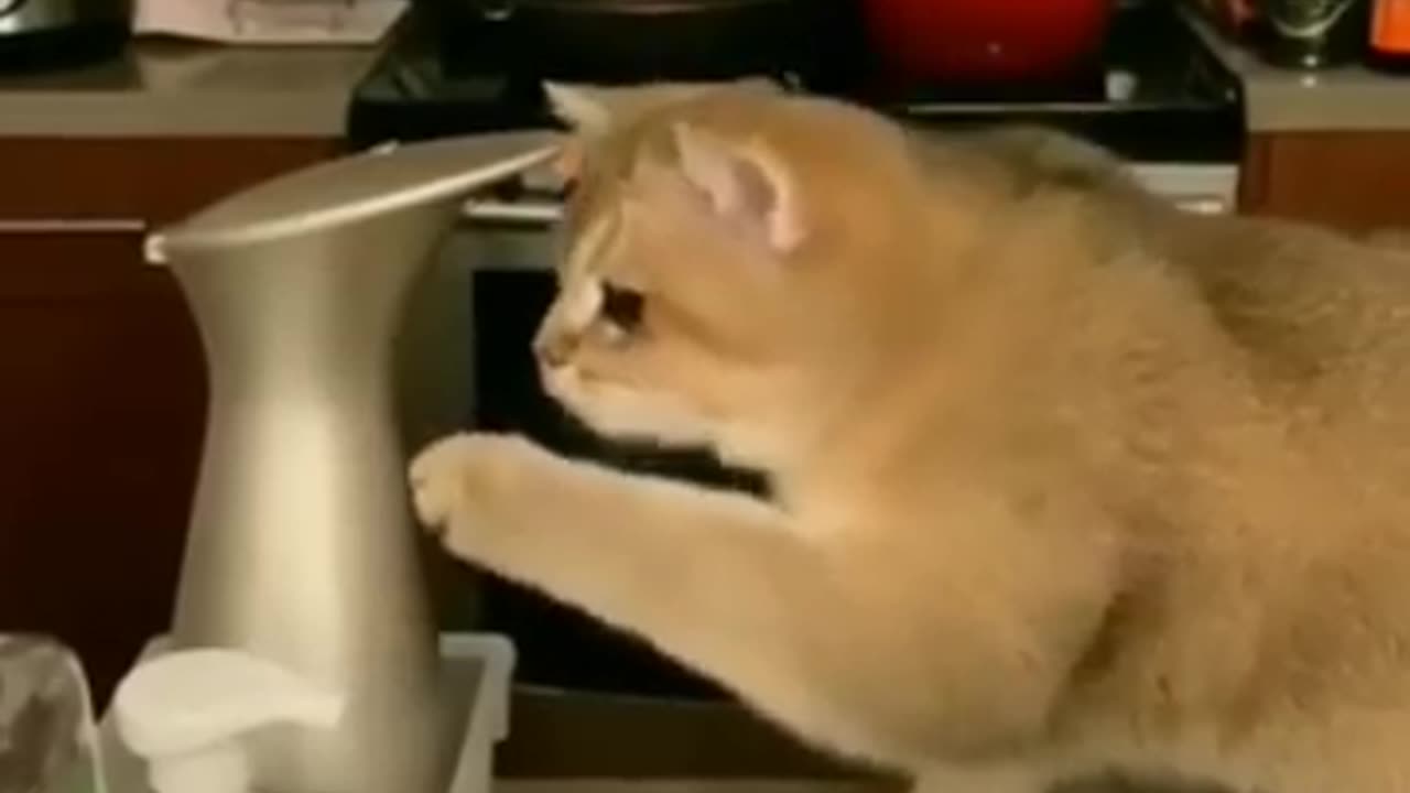 New_Funny_Videos _Cutest Cats_and_Dogs_!