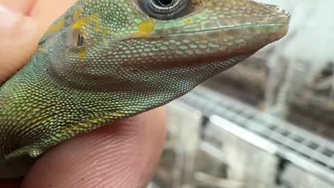 Watching anoles grow up is always such a treat