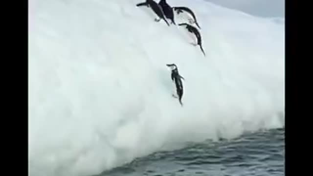 Funny Penguin Video _ Animals Funny Status