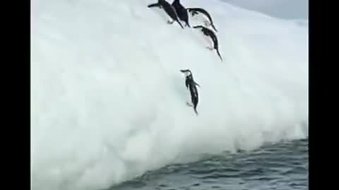 Funny Penguin Video _ Animals Funny Status