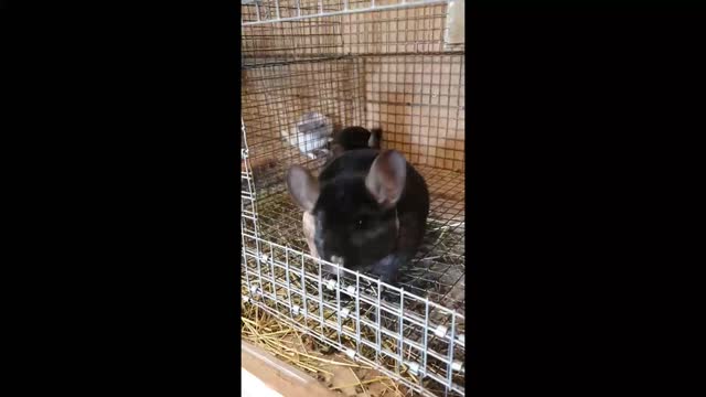 chinchilla senses danger and protects her daughter