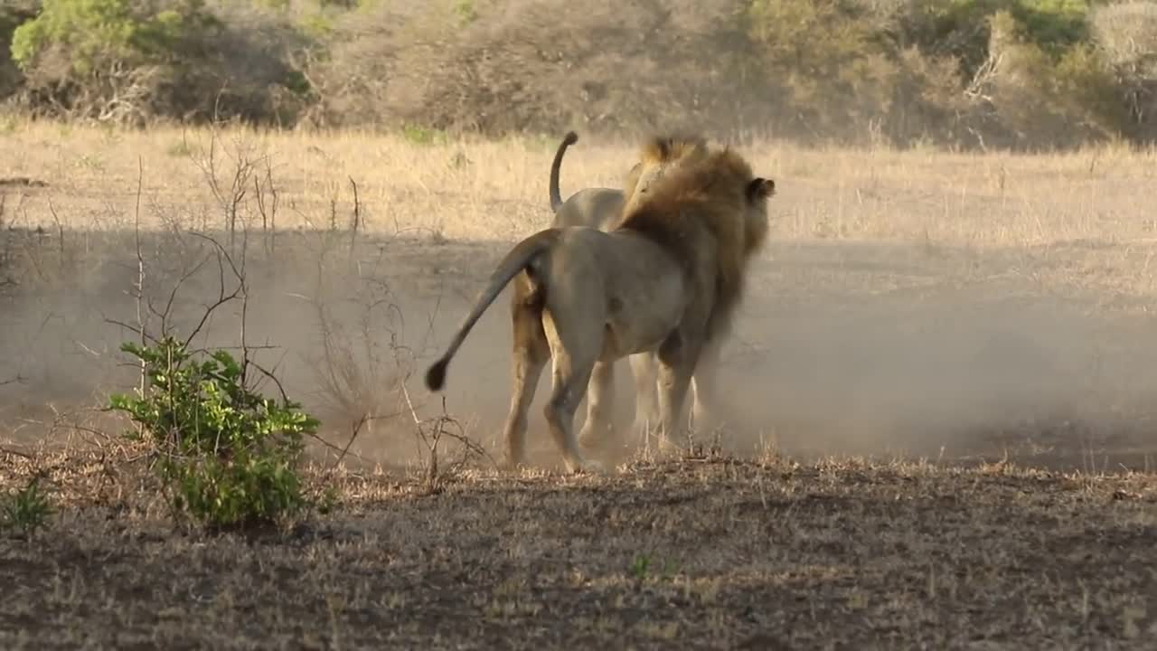 Male lion fighting over territory __photowildsa!