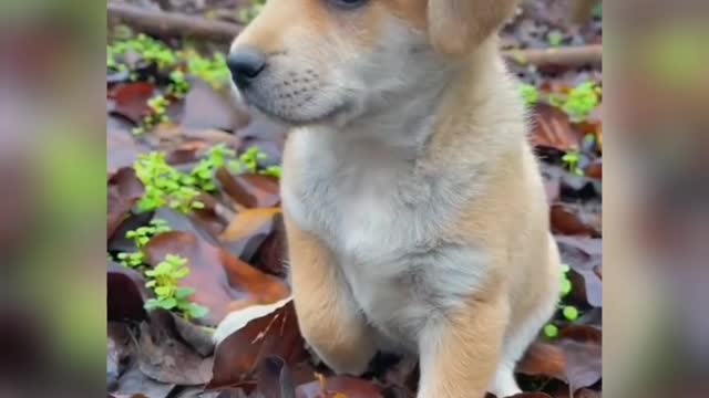 Lovely puppy playing on dry leaves