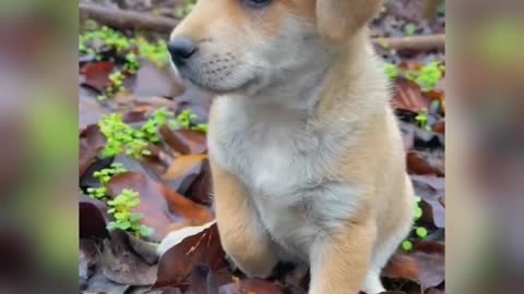 Lovely puppy playing on dry leaves