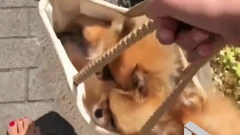 3 Poms in a bag