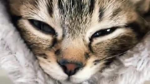 The cutest creature I've seen!