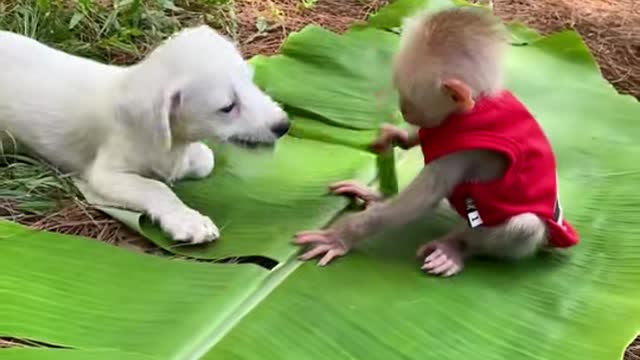 Baby Monkey and Dog playing