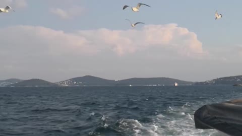 seagulls-flying-behind-a-boat