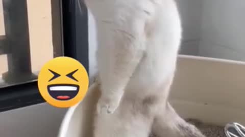 the best cat videos