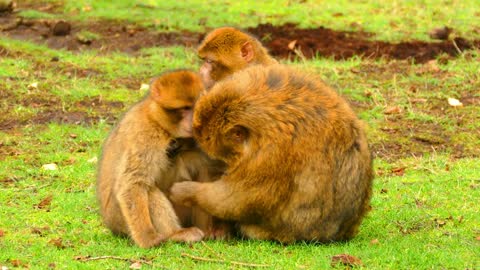 Wildlife Moments in Awesome Quality - Best Monkey Moments