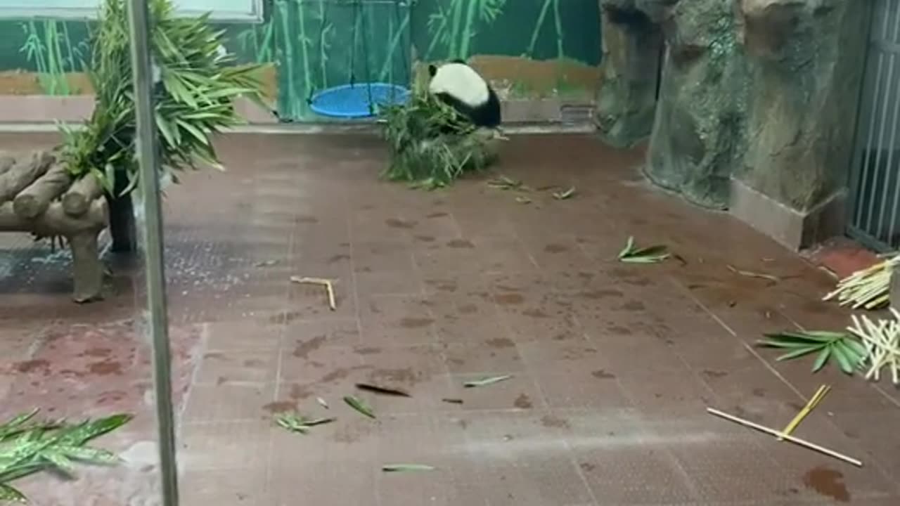 Lovely panda