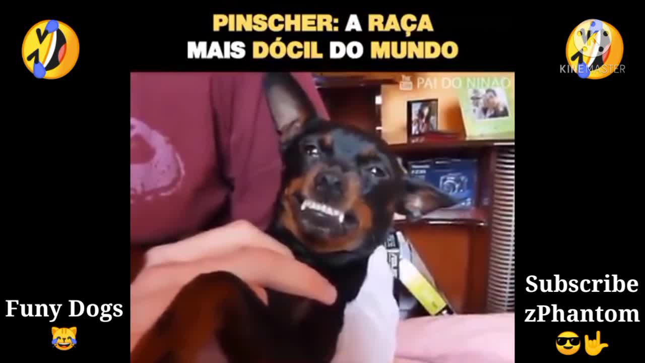 Funny dogs, angry Pinscher 😹 - (# 02)