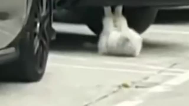 Funny cute cat