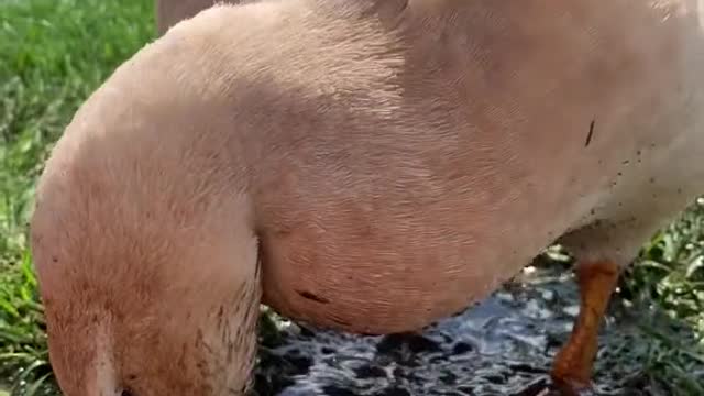 puddles stomp!!