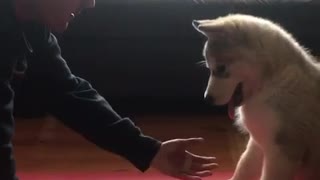 Malamute demuestra ser una excelente compañía para el ejercicio