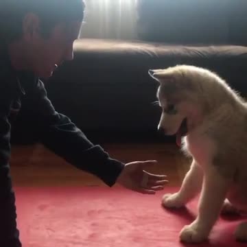 Malamute demuestra ser una excelente compañía para el ejercicio