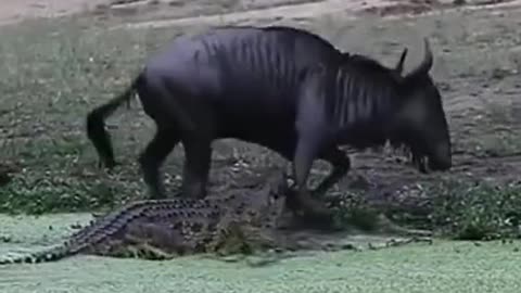 Wild beast engrossed to drinking water to eaten by crocodile...