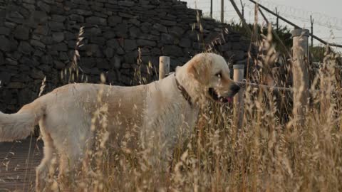 Cute golden retriever