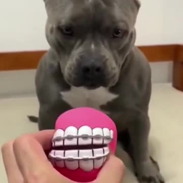 Funny Dog Videos 2022 😂🤣🐶🐕 #104 #Shorts