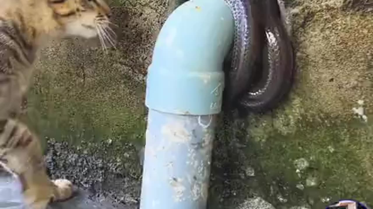 Animals videos