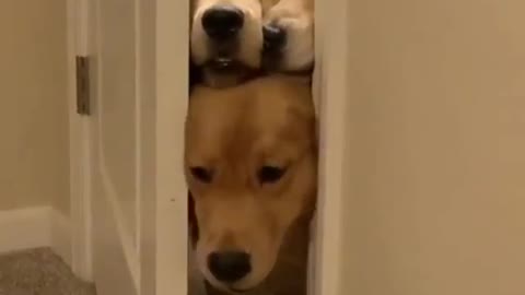 Funny dogs