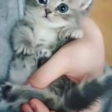 cats voice cutest little cats