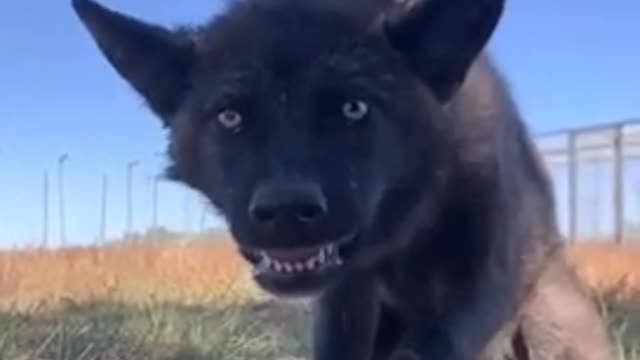 Watch the look of this wolf broadcast horror inside you