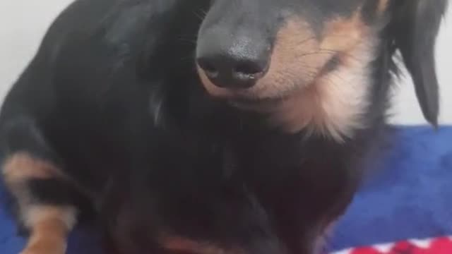 Dachshund Roa is staring at me.
