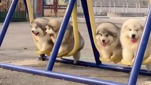 Cute and adorable Alaskan Malamute pets run and play 😍 cute Puppies