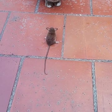 gato vs rato nem se mexeu