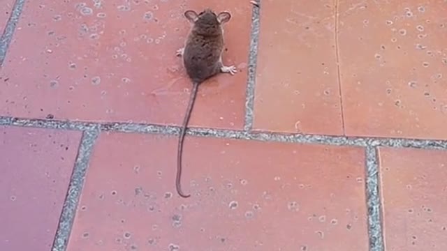 gato vs rato nem se mexeu