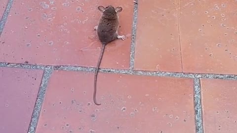 gato vs rato nem se mexeu