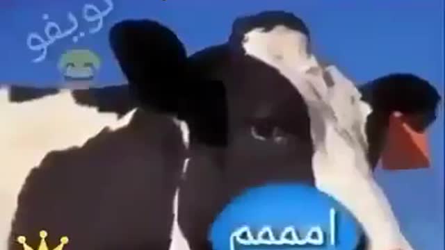 بقرة