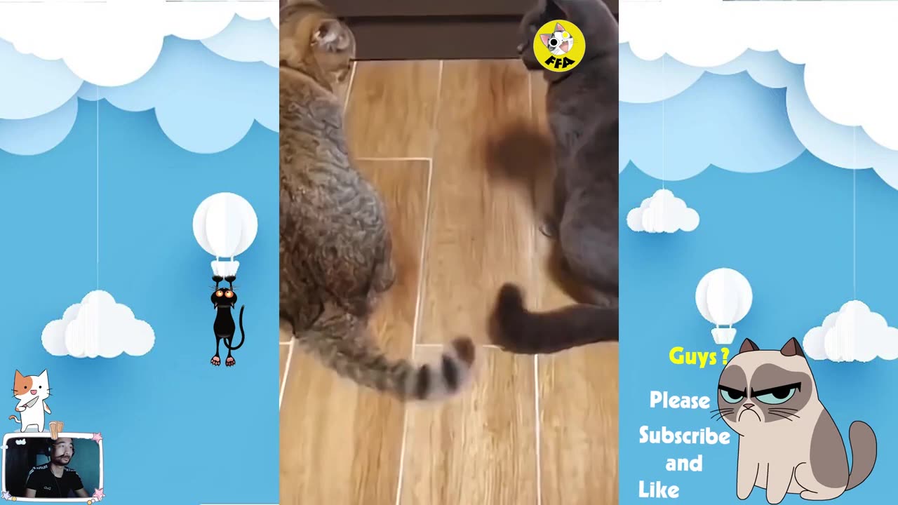 Funny cats