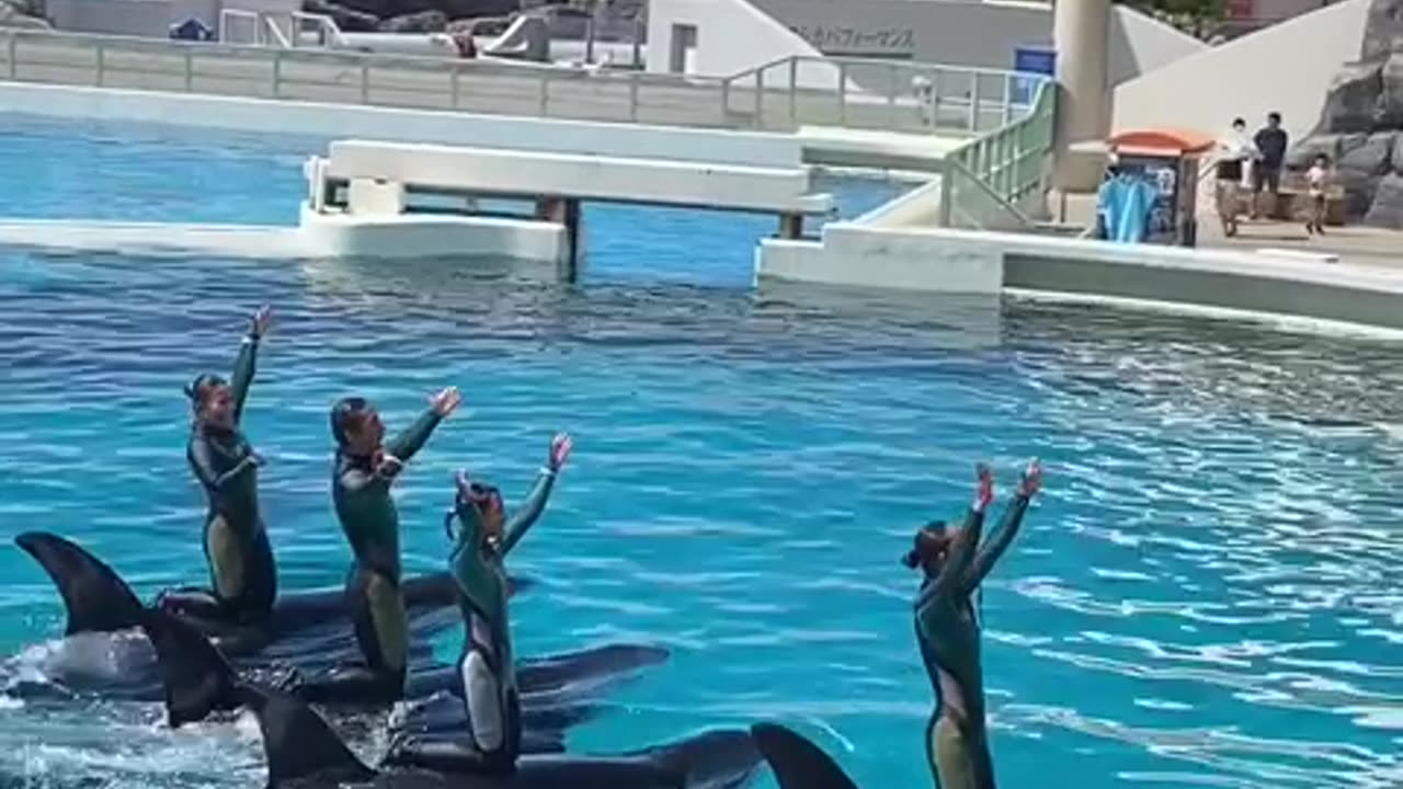 Another brilliant team performance by our orcas at SeaWorld