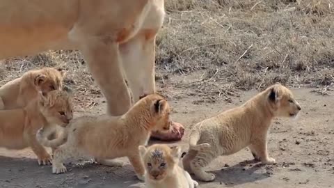 Adorable baby lions