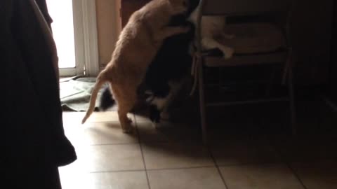 Orange cat on top of black cat