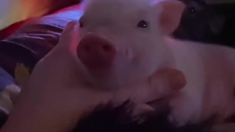 Funny pig