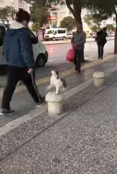 Meilleur chat 🐱🐱