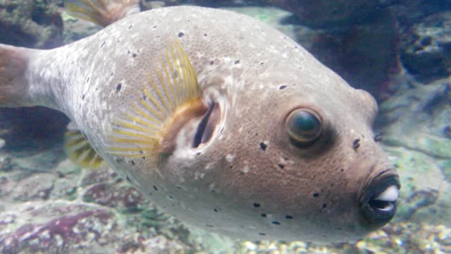 Funny fish