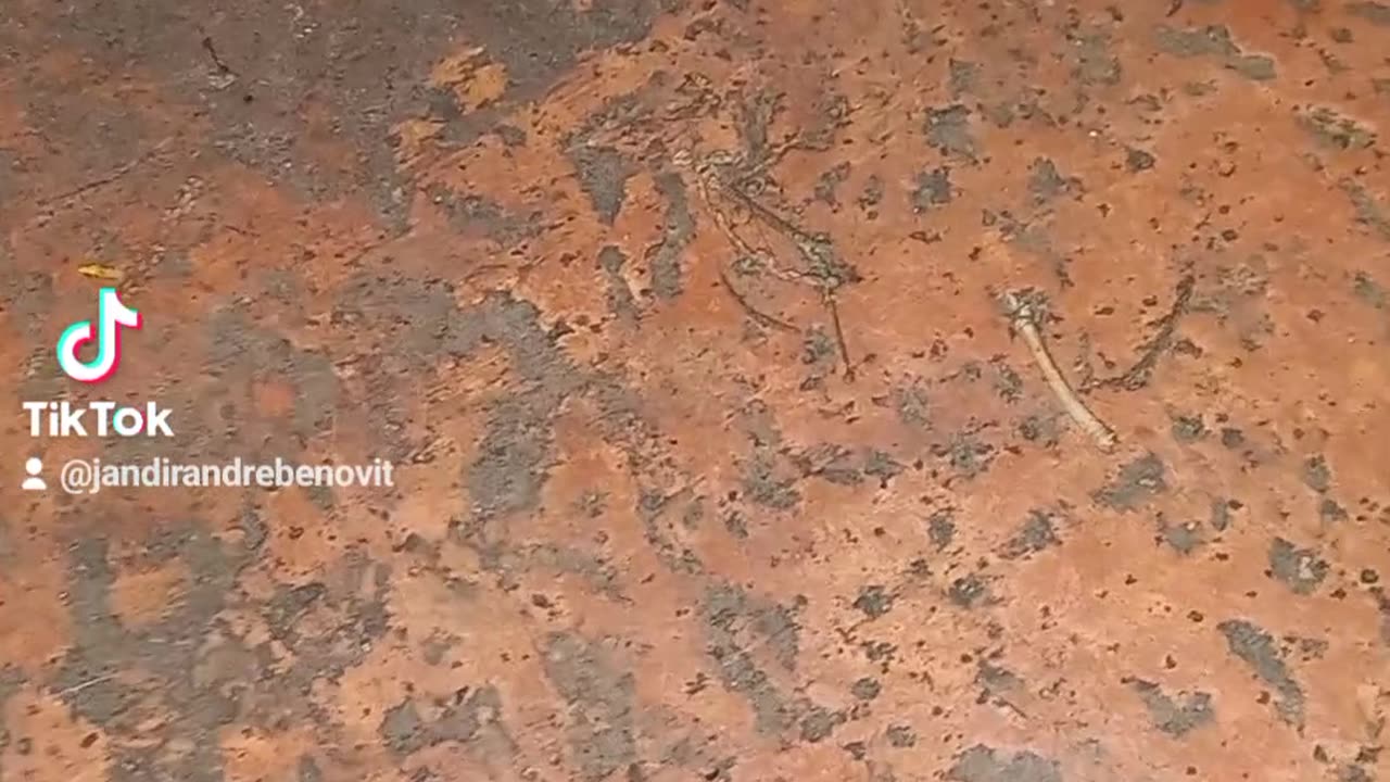 Aranha armadeira com filhotes nas costas venenosa