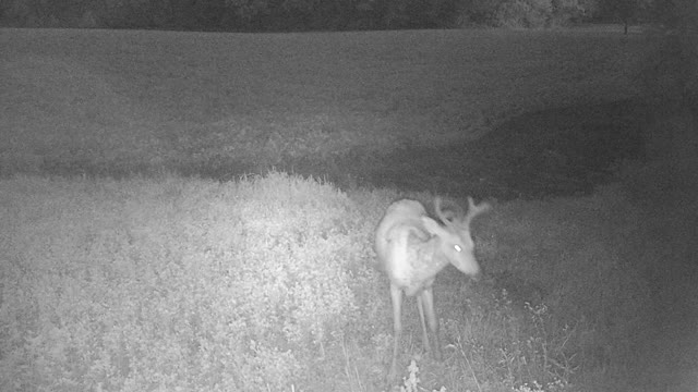 Buck City! 8/12/22
