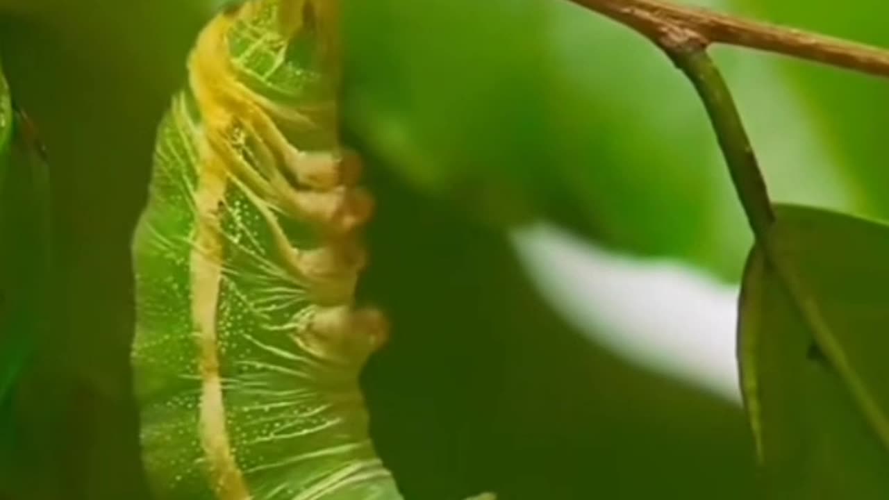 Cute butterfly 🦋