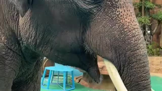 Most Funny Wild Animal - Cutest baby Elephant