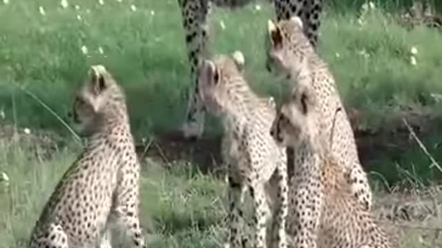 The lion saved the deer from the leopard and treated it like a baby