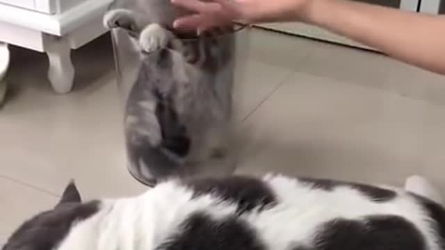 Cute cats| funny cats