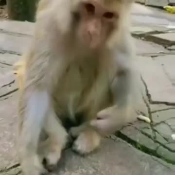 Monkey playing with baloon