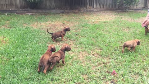 Rhodesian Ridgeback TINY Puppies