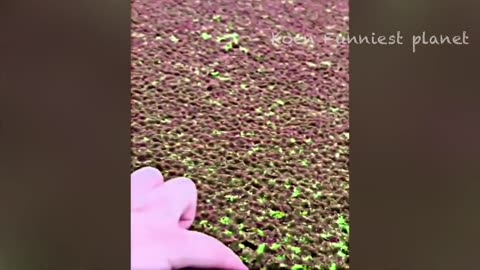 Funny Dogs And Cats Videos 2024 😅 - Best Funniest Animal Videos
