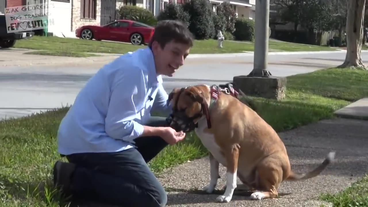 How to Train your Dog Without Force- Stop Puppy Biting, Pay Attention and Train Smarter!